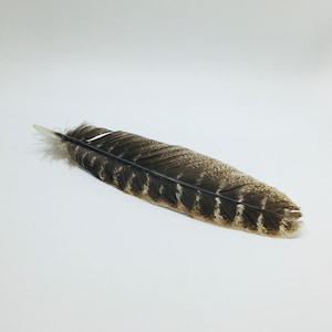 Puede incluir: Una sola pluma marrón y negra con una punta blanca, sobre un fondo blanco.