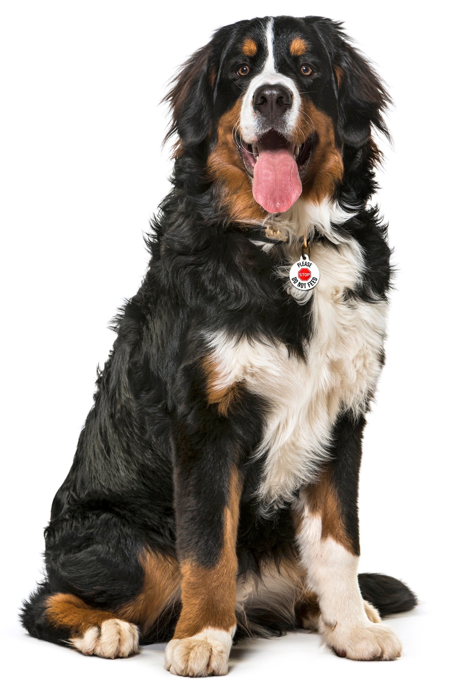 Spoilt Rotten Pets -please Do Not Feed - Identity Tag Custom Printed ...