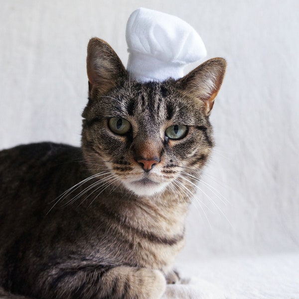 Toque de chef pour chat