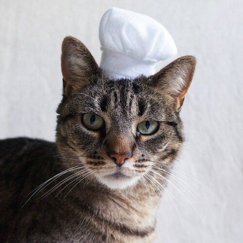 Mini Party Hat for Cats Etsy