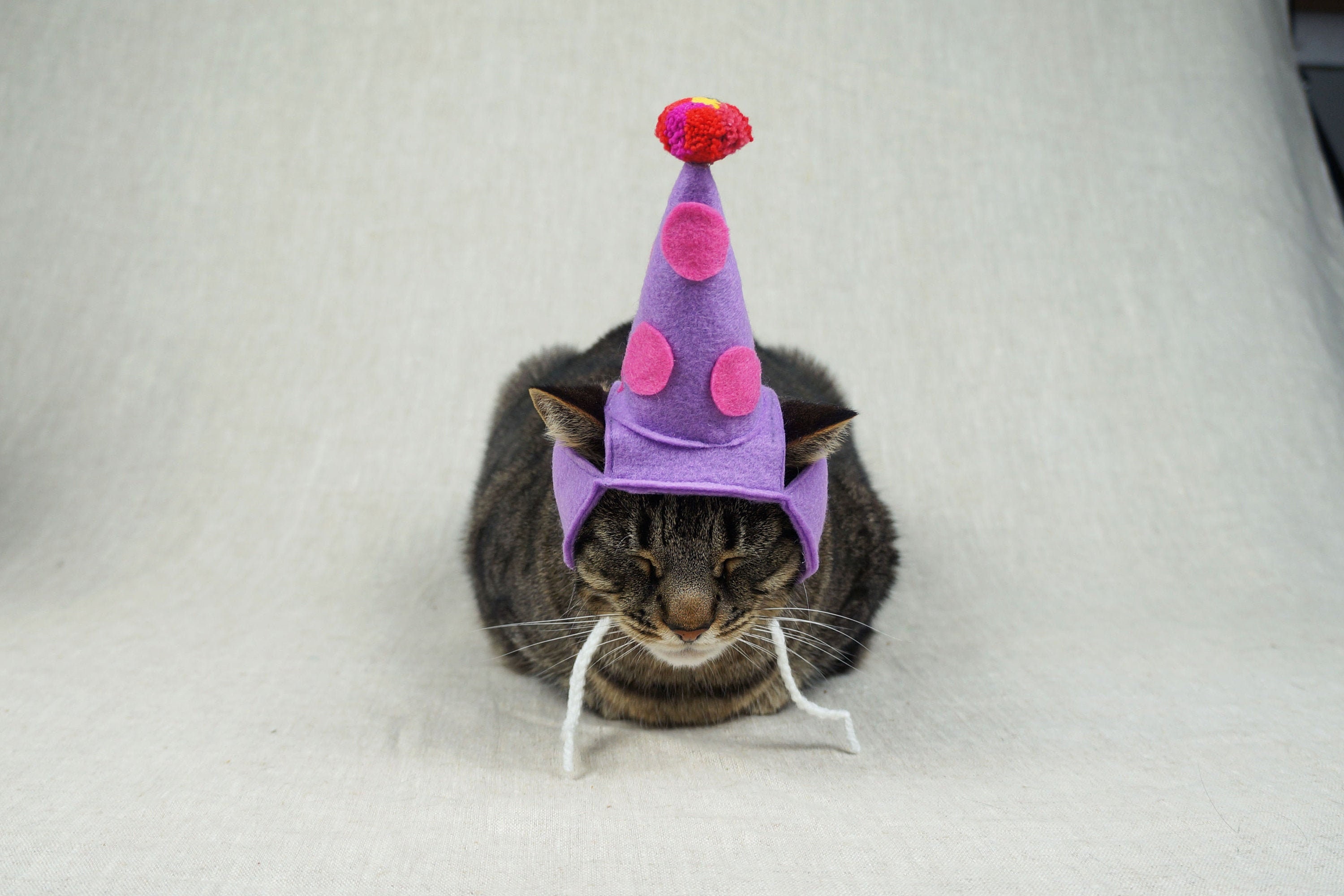 Birthday Party Hat For Cats ANY COLOR Etsy