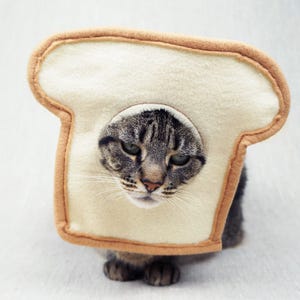 May include: A gray tabby cat wearing a slice of bread costume. The bread is beige with a brown crust and a hole cut out for the cat's face. The cat is looking directly at the camera.