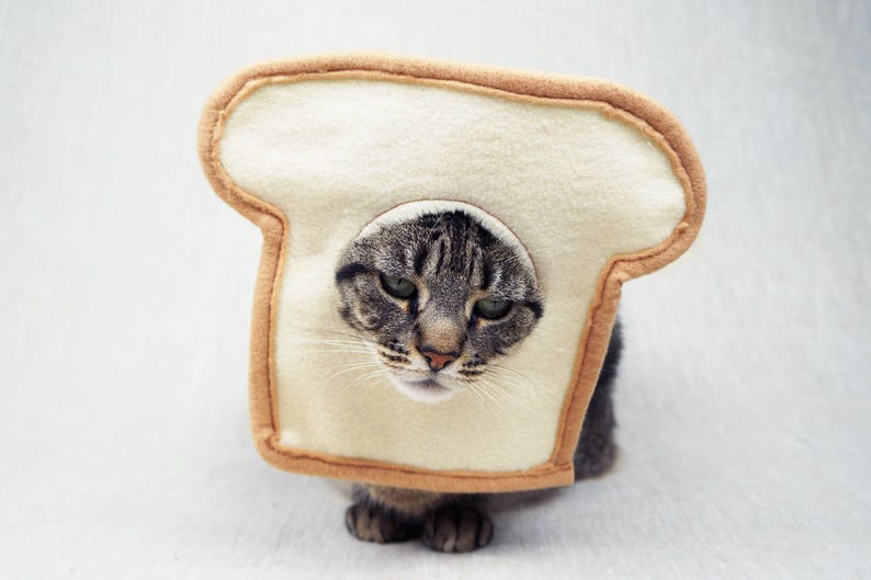 May include: A gray tabby cat wearing a slice of bread costume. The bread is beige with a brown crust and a hole cut out for the cat's face. The cat is looking directly at the camera.