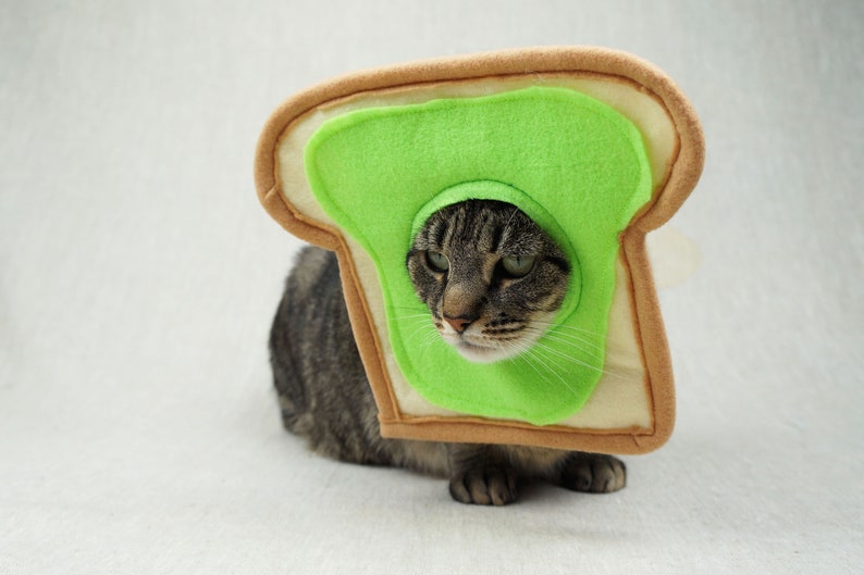 Grey and black tabby cat lying down wearing an avocado toast bread costume. The costume is for cats and is handmade with green and tan felt. background is grey canvas