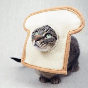 May include: A tabby cat wearing a felt bread slice costume. The cat's head is framed by the bread, with its green eyes looking upwards. The costume has a tan crust and a white center.