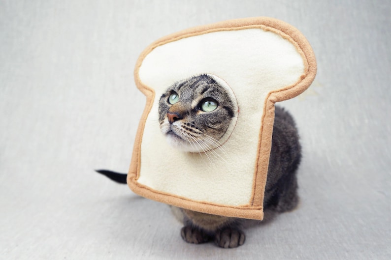 May include: A tabby cat wearing a felt bread slice costume. The cat's head is framed by the bread, with its green eyes looking upwards. The costume has a tan crust and a white center.