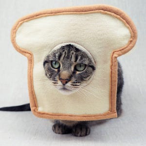 May include: A tabby cat wearing a felt bread costume. The costume is a slice of white bread with a tan crust. The cat's face, with green eyes, is visible through a hole in the bread.