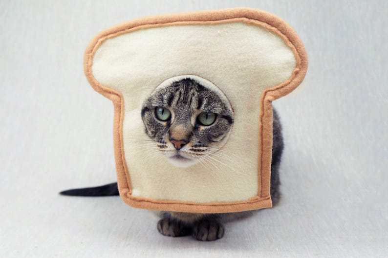 May include: A tabby cat wearing a felt bread costume. The costume is a slice of white bread with a tan crust. The cat's face, with green eyes, is visible through a hole in the bread.