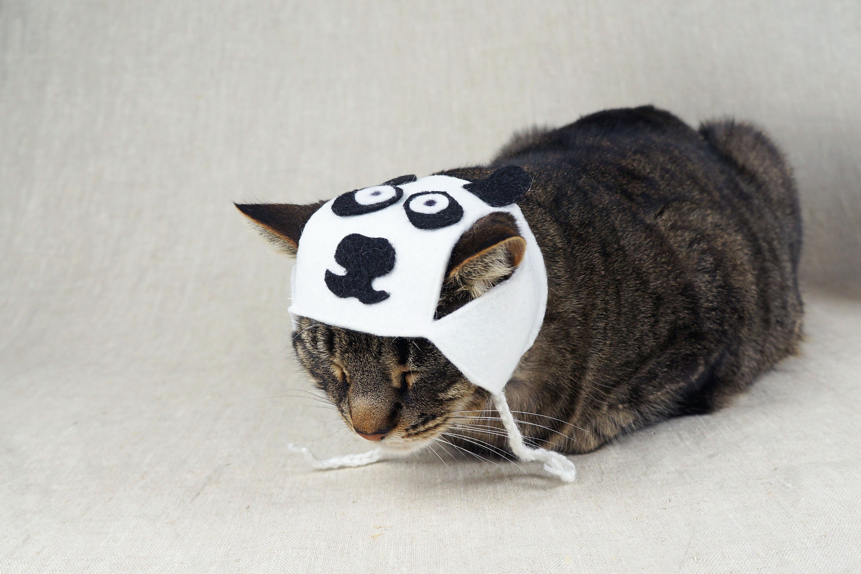 Panda Hat for Cats - Etsy