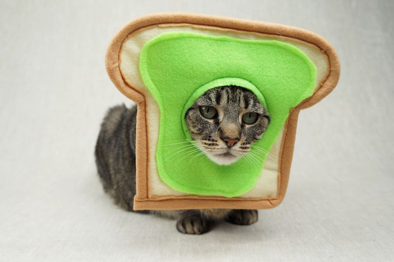 Grey and black tabby cat lying down wearing an avocado toast bread costume. The costume is for cats and is handmade with green and tan felt. background is grey canvas