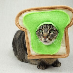 Grey and black tabby cat lying down wearing an avocado toast bread costume. The costume is for cats and is handmade with green and tan felt. background is grey canvas