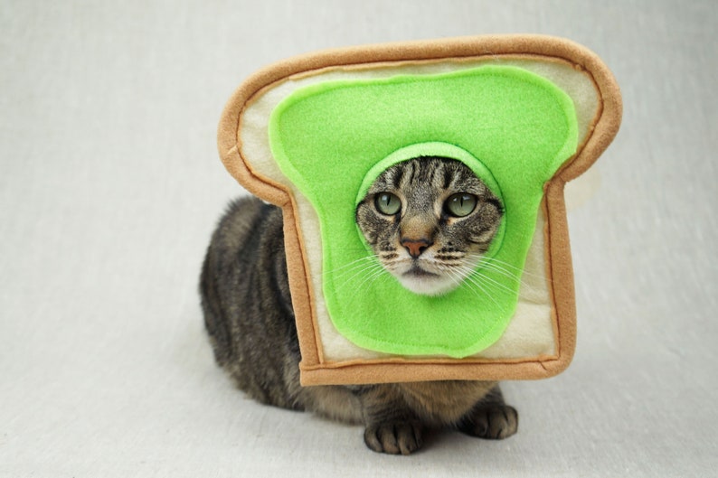 Grey and black tabby cat lying down wearing an avocado toast bread costume. The costume is for cats and is handmade with green and tan felt. background is grey canvas