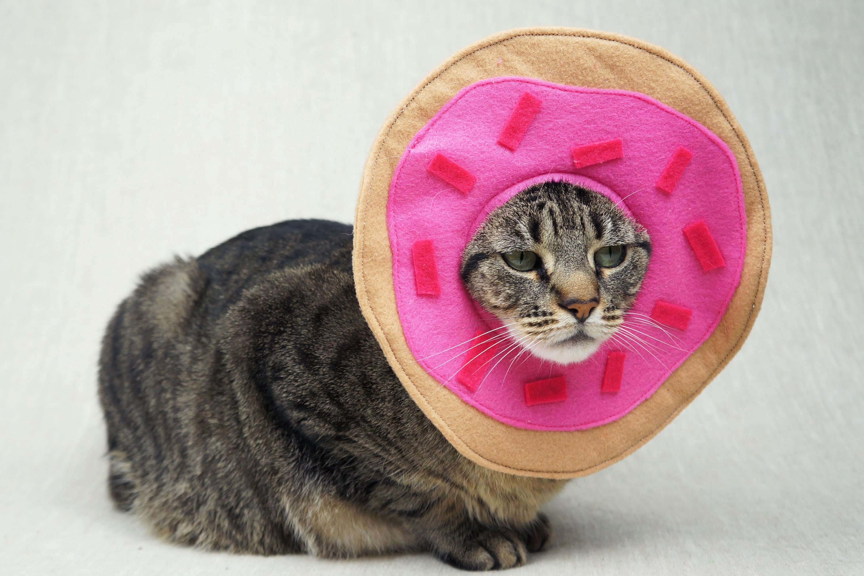 Donut Cat Costume Etsy