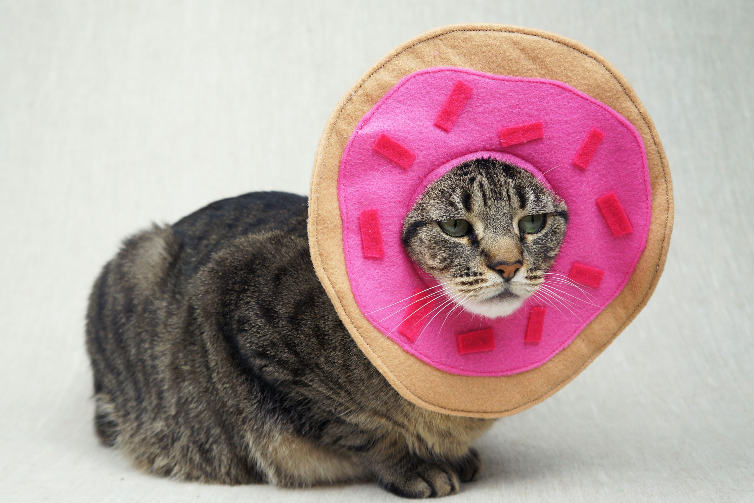 Donut Cat Costume | Etsy