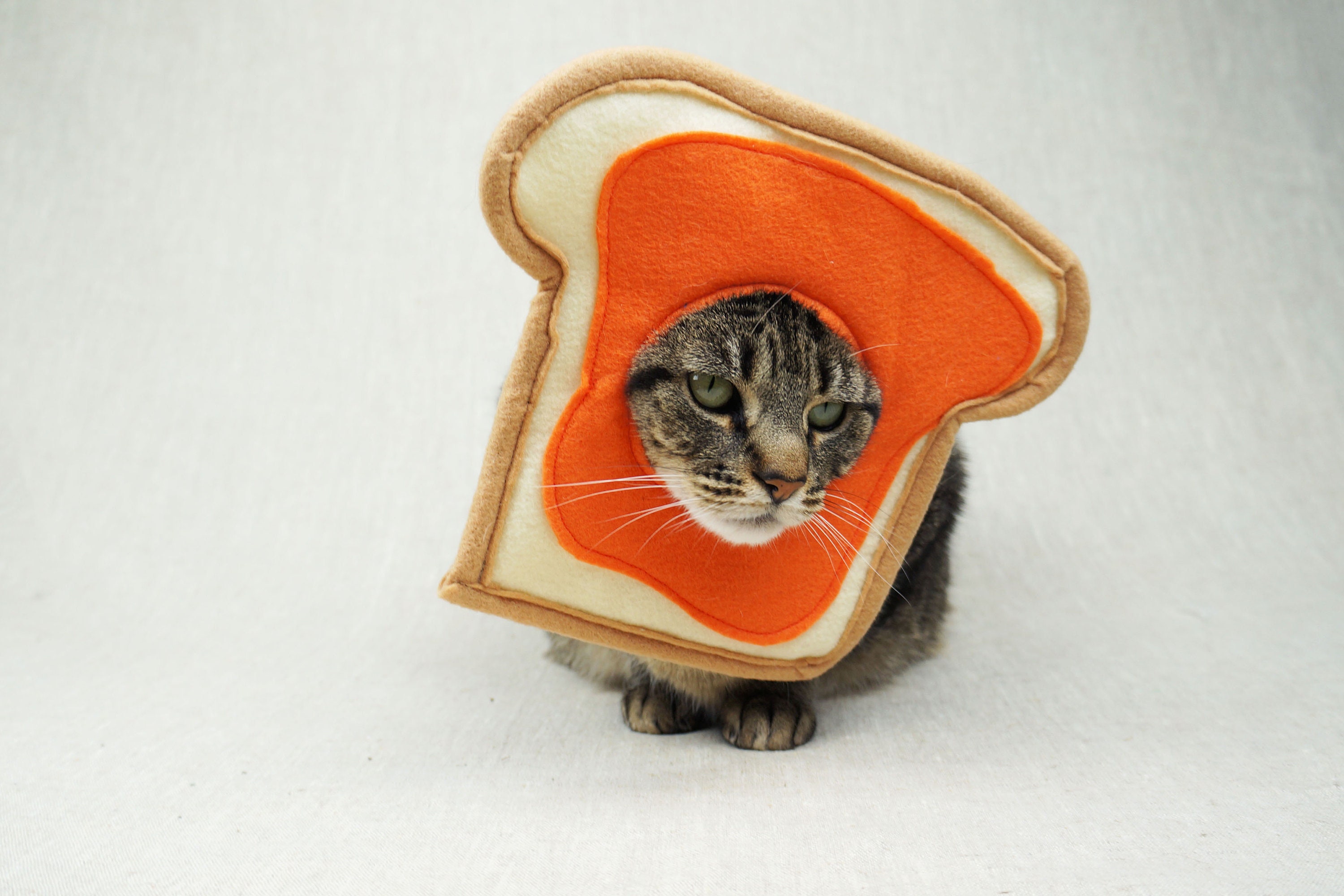 cat bread costume