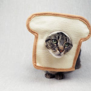 May include: A tabby cat wearing a felt bread costume. The cat's head is visible through a hole in the center of the bread slice. The bread is beige with a brown crust. The cat has green eyes and is looking forward.