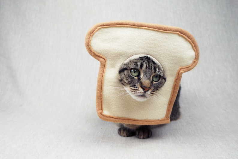May include: A tabby cat wearing a felt bread costume. The cat's head is visible through a hole in the center of the bread slice. The bread is beige with a brown crust. The cat has green eyes and is looking forward.