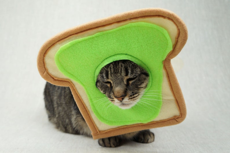 Grey and black tabby cat lying down wearing an avocado toast bread costume. The costume is for cats and is handmade with green and tan felt. background is grey canvas