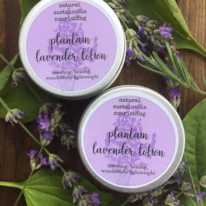Plantain Lavender Body Lotion, Wild Foraged, Lightweight Lotion, Vegan Friendly, Clean Beauty