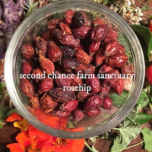 Rosehips, Rosa Canina, 1 oz Whole Rosehips, Wild Harvested, Whole Dried Rosehips, Bulk Herbs