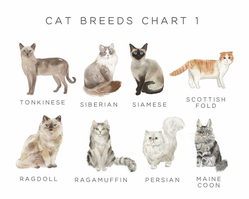 Loss of Pet Card Cat Sympathy Card, Pet Sympathy Card Personalised Pet Memorial Card, Loss of Cat Loss Card, Personalized Pet Loss Card image 6