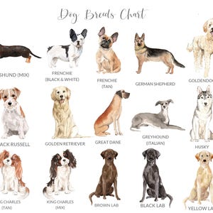 Dog Remembrance Gift, Dachshund Memorial Wall Art, Pet Memorial Picture, Sausage Dog Print, Dog Memorial Gifts Personalized, UNFRAMED afbeelding 3
