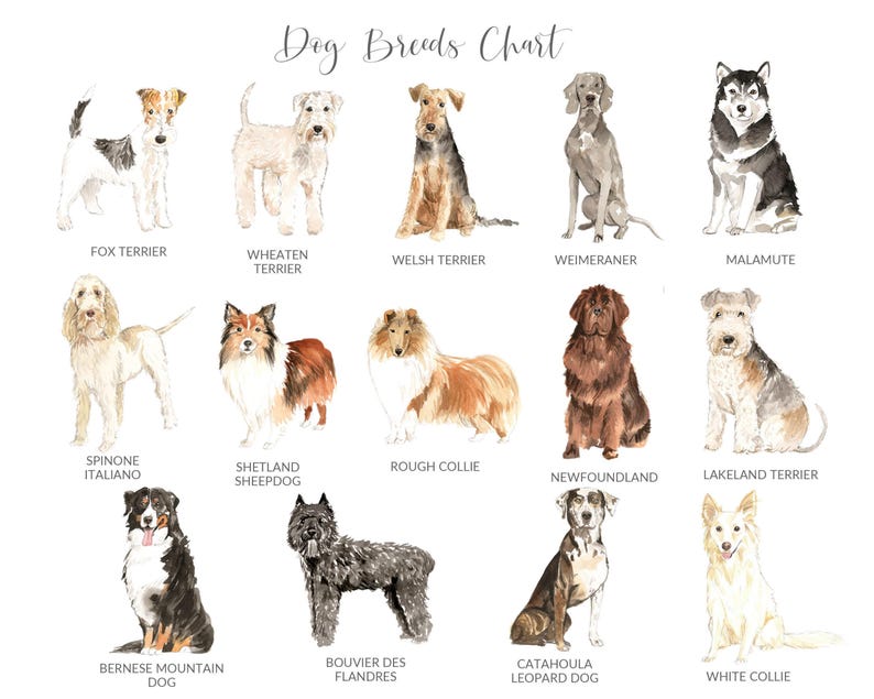 PERSONALIZED Pet Loss Card, Pet Sympathy Card Dog Sympathy Card, Personalised Dog Loss Card, Pet Memorial Card, Loss of Dog Card image 5