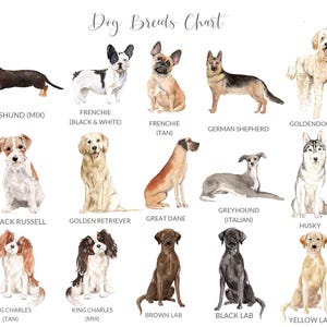 PERSONALIZED Pet Loss Card, Pet Sympathy Card Dog Sympathy Card, Personalised Dog Loss Card, Pet Memorial Card, Loss of Dog Card image 3