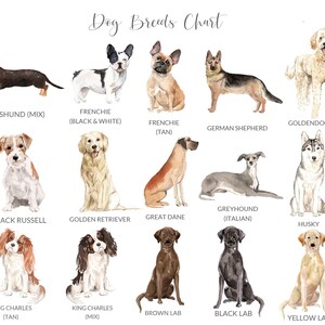 Black Labrador Gifts, Dog Lover Gift Personalized Dog Portrait, Black Lab Gifts, Black Labrador Art, Black Labrador Print, UNFRAMED image 6