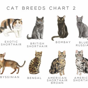Loss of Pet Card Cat Sympathy Card, Pet Sympathy Card Personalised Pet Memorial Card, Loss of Cat Loss Card, Personalized Pet Loss Card image 2