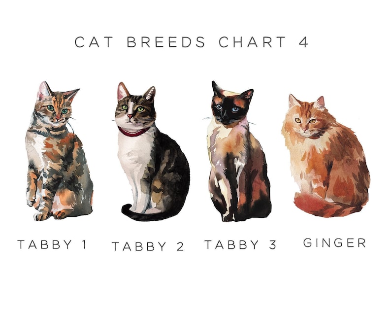 Loss of Pet Card Cat Sympathy Card, Pet Sympathy Card Personalised Pet Memorial Card, Loss of Cat Loss Card, Personalized Pet Loss Card image 3