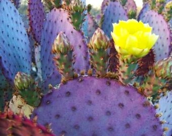 Purple Prickly Pear Santa Rita -  Pads (Opuntia violacea ) Fresh C.uttings 6"-8" Inches - Pack of   C.acti Arizona grown. 25 pads WHOLESALE