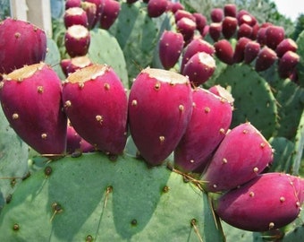 Opuntia Robusta (Giatantic Nopal) Prickly Pear Pad CUTTING Red Tuna Fruit Cactus Yellow Spring Flowers