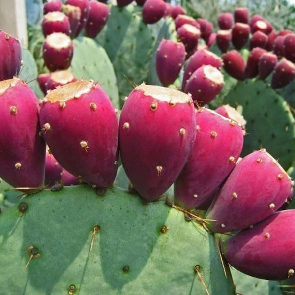 Opuntia Robusta (Giatantic Nopal) Prickly Pear Pad CUTTING Red Tuna Fruit Cactus Yellow Spring Flowers
