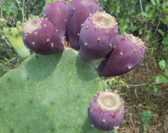 Texas Prickly Pear FRUIT - Tuna - Opuntia engelmannii var. lindheimeri- live 2 PADS