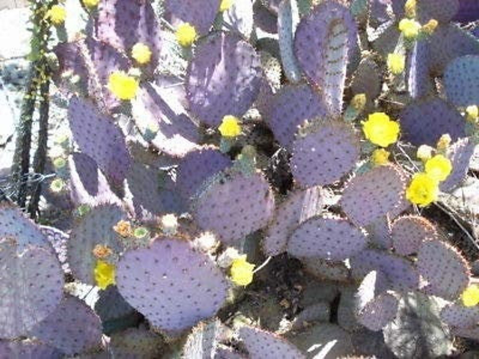 purple prickly pear cactus for sale