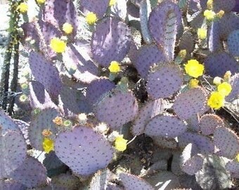 2 Cactus Purple Prickly Pear pads. Arizona grown.