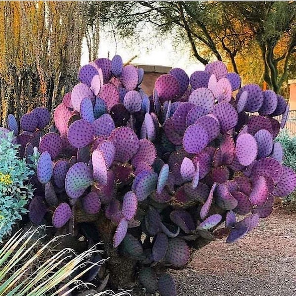 Purple Prickly Pear Santa Rita - 4 Pads (Opuntia violacea ) Fresh C.uttings 6"-8" Inches - Pack of 4 C.acti  Arizona grown.