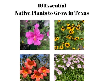 E-BOOK 16 Essential Native Plants to Grow in Texas