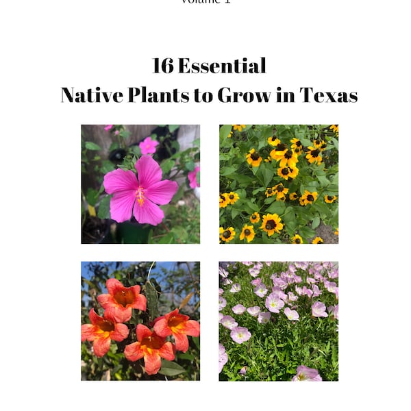 E-BOOK 16 Essential Native Plants to Grow in Texas