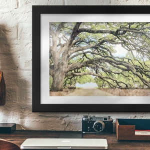 Century Tree Watercolor, Aggie Artwork, Aggie Gift, Aggie Traditions, Texas A&M Artwork, Aggie Wedding Print