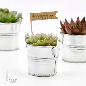 May include: Four small galvanised metal buckets with succulents planted in them. The buckets are arranged in a row on a white surface. One of the buckets has a small brown paper flag with the text "Let Love Grow" on it.