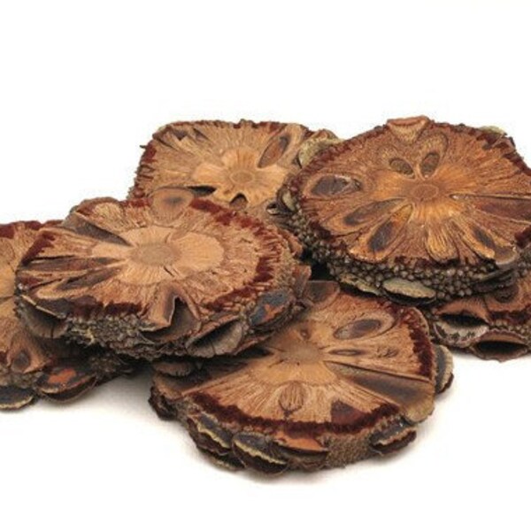Set of 4 Natural Wooden Coasters made of Banksia seed pods, Handmade natural coasters, Drink coasters, Unique coasters, Natural home decor