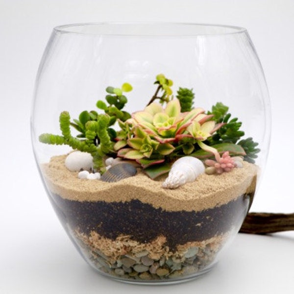 Succulent terrarium kit in tulip vase, fish bowl succulent terrarium, Miniature garden, DIY terrarium kit, , Succulent garden, Fairy garden