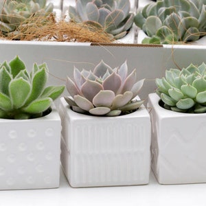 May include: Three small succulent plants in white ceramic pots with different embossed patterns. The plants are arranged in a row on a white surface.