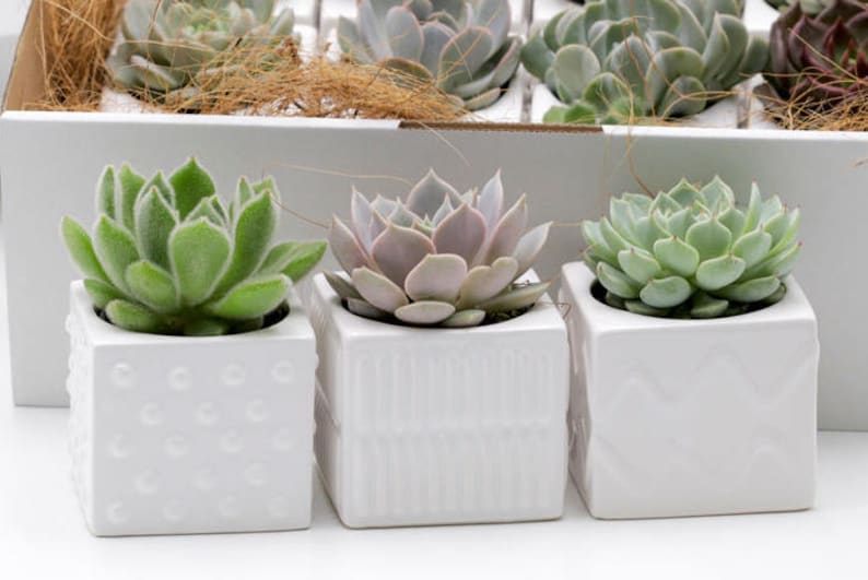May include: Three small succulent plants in white ceramic pots with different embossed patterns. The plants are arranged in a row on a white surface.