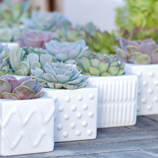 2x Succulent Favours in 8cm Quality Ceramic Pots for Al