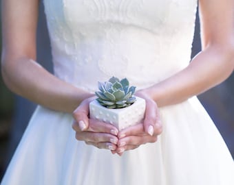 Succulent Favours in 8cm Polka Dot Ceramic Pots, Wedding Succulent Bombonieres, Succulent for Baby Showers Gifts, Minimum Order: 20