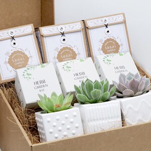 May include: A brown cardboard box filled with small white pots containing succulents. Each pot has a label that reads "Herb Garden Kit". The box also contains three small white envelopes with the text "Sara's Garden" on them.