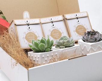 Sara's Garden Hamper 2, Organic gift hamper with succulent pots and organic tea box